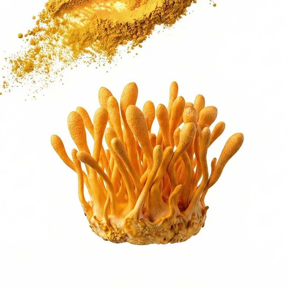 冬虫夏草提取物 Botanical Ingredient